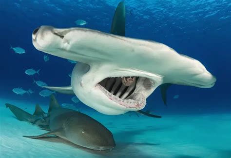 Diver Takes A Close Up Look Inside The Mouth Of A Hammerhead Shark ...