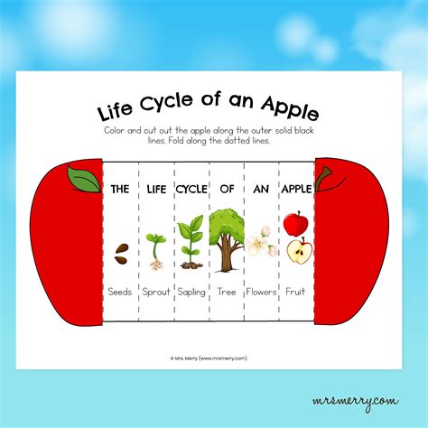 Foldable Apple Life Cycle Printable Activity – Mrs. Merry