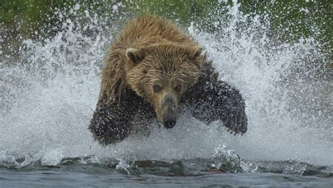 Brown Bear Fishing - Art Wolfe Store