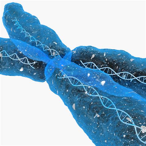 3d chromosome