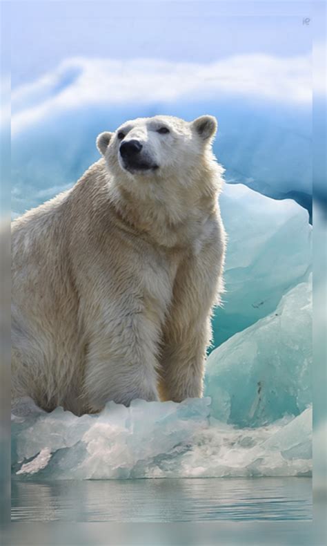 4K Polar Bear Wallpaper HD:Amazon.ca:Appstore for Android