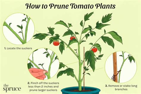 Getting Organized for Planting Season: 6 Ways to Efficiently Sort and ...