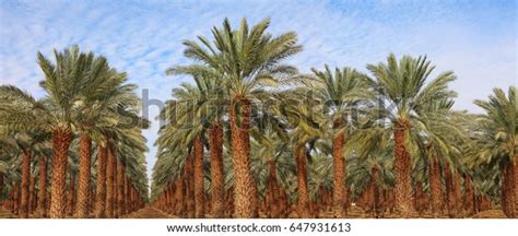 Dates Saudi Royalty-Free Images, Stock Photos & Pictures | Shutterstock