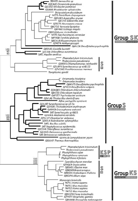 S domain phylogeny. The optimal S domain phylogeny inferred by maximum ...