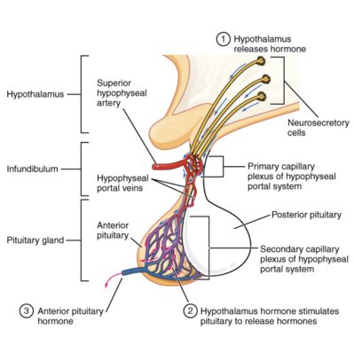 Pituitary Gland - Physiopedia