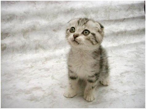 Funny cute Cats and Puppies: Cute Cats and Kittens