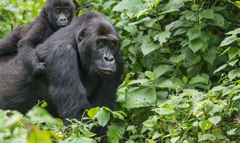 Eastern Gorilla - Endangered Species - Endangered Wonders