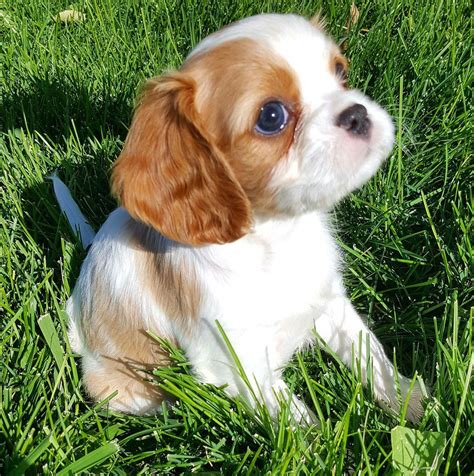 AKC Champion Pedigree Cavalier King Charles Spaniel puppies for sale ...