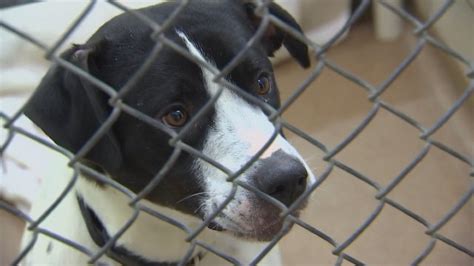 Animal Humane Society reopens programs and services to public | FOX 9 ...