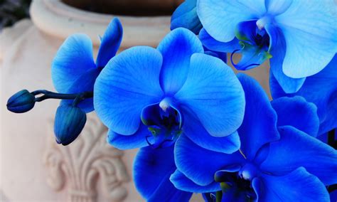 Are Blue Orchids Real? Yes and No... Here's Why - Brilliant Orchids