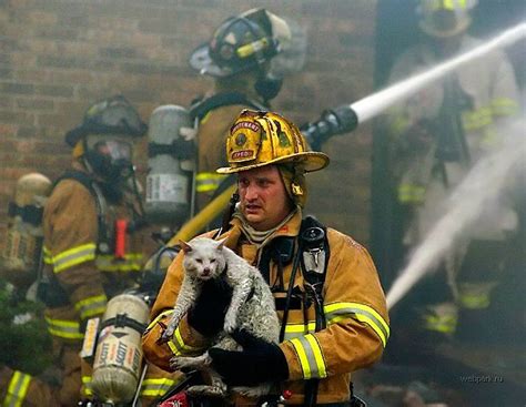 Bomberos rescatando gatos | Dieren, Dieren in nood, Schattige dieren