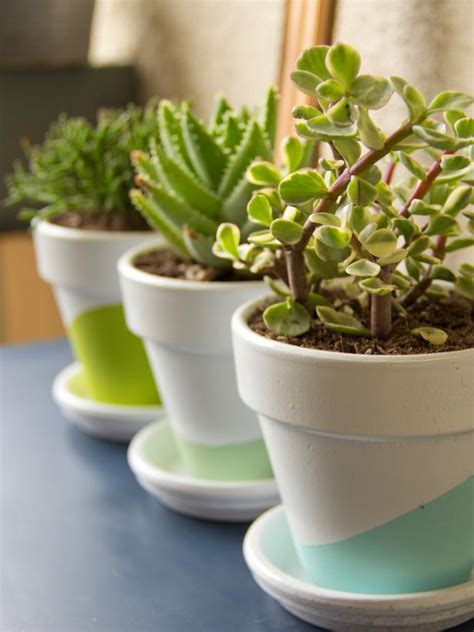 Growing Succulents Indoors | DIY