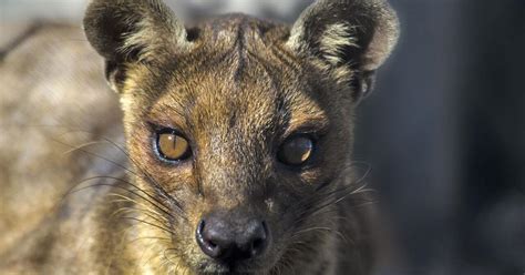 Baby fossa triplets born at British zoo | Trending Archives ...