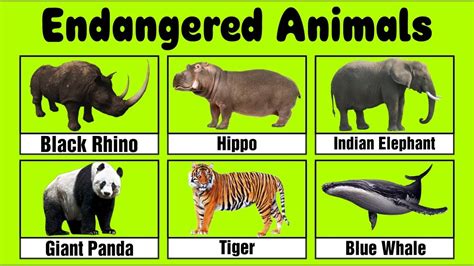 Endangered Animals: List Of 15 Endangered Animals With, 47% OFF