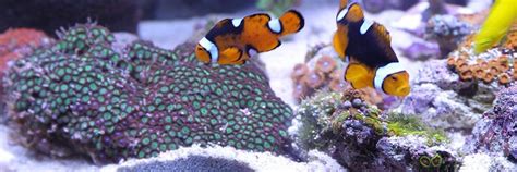 Blog - Types of Aquarium Substrate