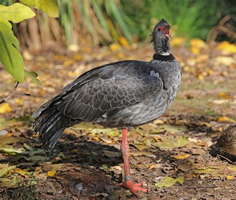 Pictures and information on Southern Screamer