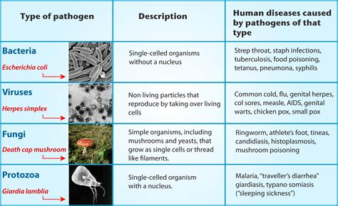 13.39: Innate Immune System - K12 LibreTexts