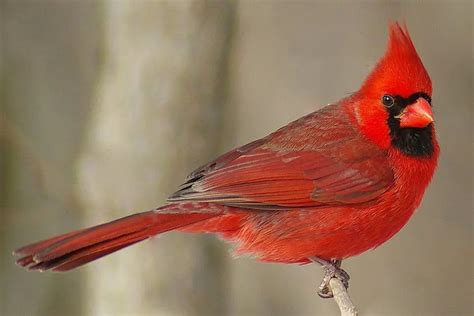 Northern Cardinal Care Sheet | Birds Coo