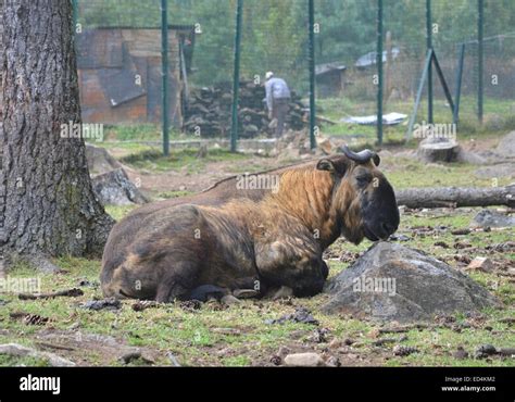 Takin - Bhutan Stock Photo - Alamy