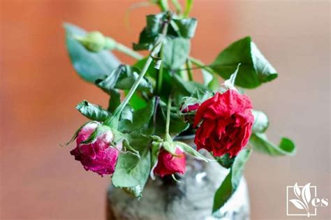 Wilted Rose: Find Out Why Rose Plants Wilt and How To Revive Them ...