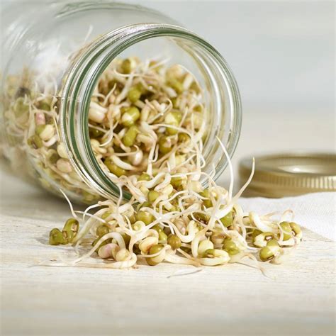 How to Grow Bean Sprouts From Seeds