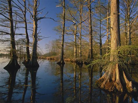 Let's Go: Take a Cruise at Reelfoot Lake State Park - Memphis Parent ...