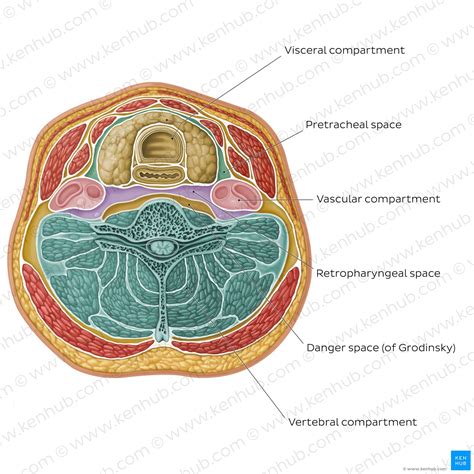 Cervical fascias: Superficial and deep fascial layers | Kenhub