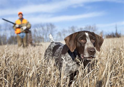 10 Breeds That Make the Best Hunting Dogs