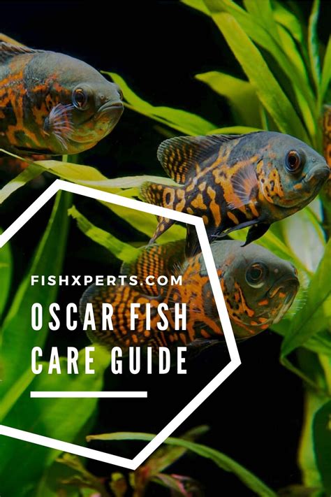 Oscar Fish Care - Facts & Information