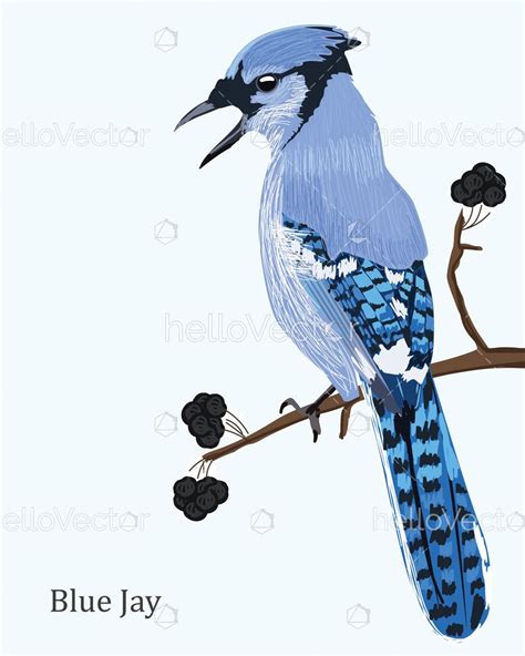 Blue Jay Bird - Vector Illustration - Download Graphics & Vectors