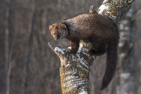 Fisher cats: Animals that aren't cats, nor are they really fishers ...