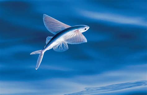 Find out the story of flying fish that will astound you to the core