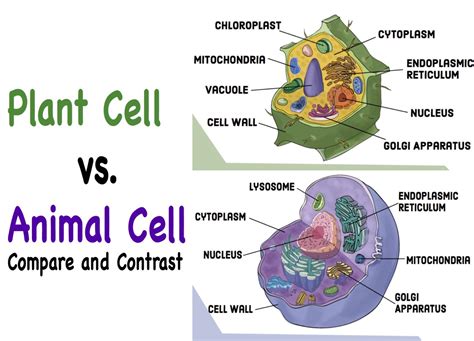 Mitochondria In Plant Cell And Animal Cell