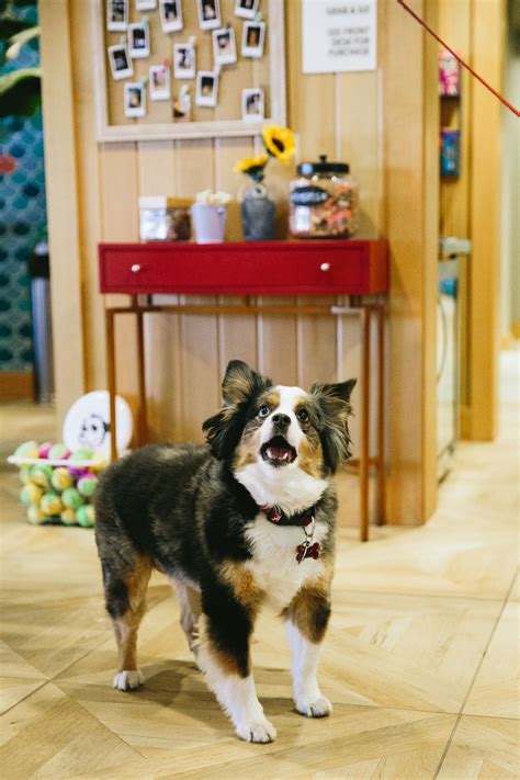 Best Pet-Friendly Hotels - Pet-Friendly Hotels Across the U.S.