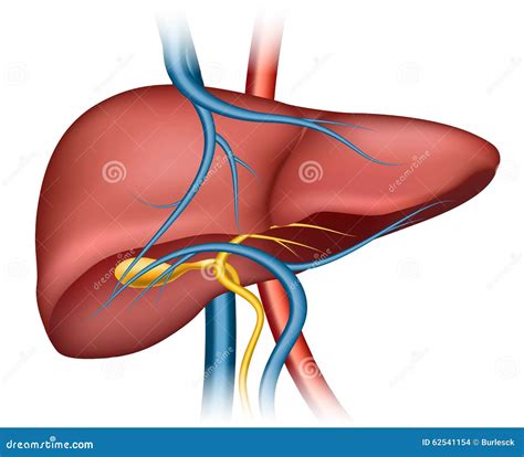 Human Liver Structure Stock Vector - Image: 62541154