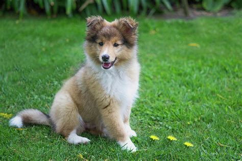 Sheltie Puppy Photograph by Shivonne Ross - Pixels