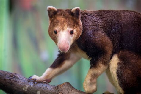 Way, way up: Explorers spot the elusive Wondiwoi tree kangeroo ...