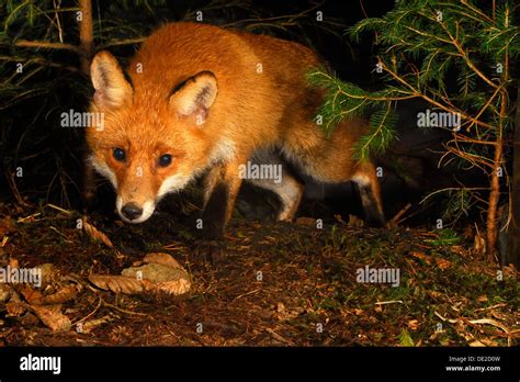 Red fox (Vulpes vulpes) hunting at night Stock Photo: 60290409 - Alamy