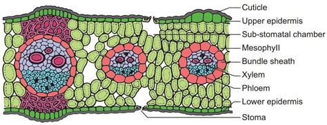 Cross Section Dicot Leaves