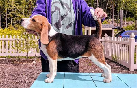 Beagle Growth and Weight Chart (Male & Female) - K9 Web