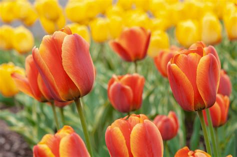 Tulip: How to Grow and Care for Tulip Plants