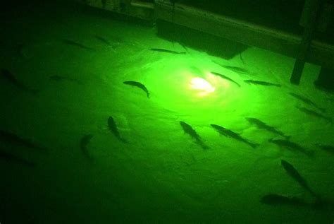 The Best Underwater Fishing Lights 2024 – Attract All the Fishes