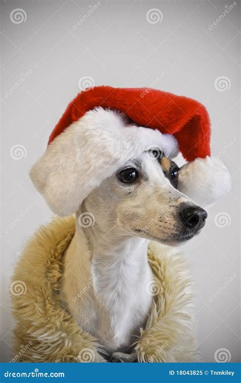 Dog wearing santa hat stock image. Image of santa, details - 18043825