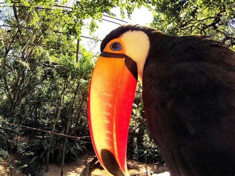 Brazilian Toucan Ocean And Earth, Gopro Photos, Tropical Sun, Toucans ...