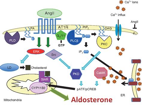 Figure 16 from Regulation of aldosterone synthesis and secretion ...