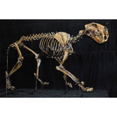 American Lion Mounted Skeleton Replica | DINOSAURS ROCK SUPERSTORE ...