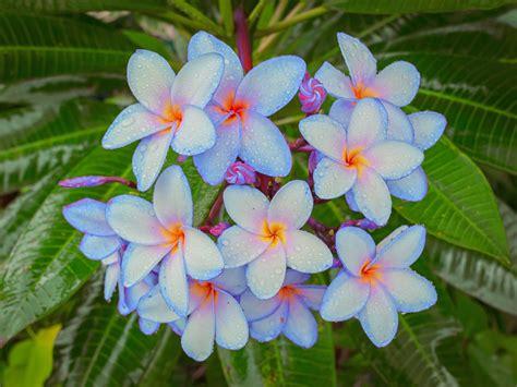 Buying Blue Plumeria? Read This First