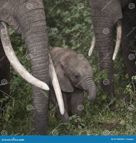 Elephants at the Serengeti National Park Stock Photo - Image of africa ...