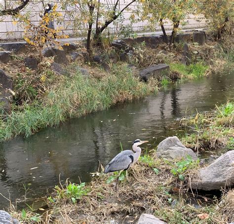 Cheonggyecheon Restoration Project – Green City Blog