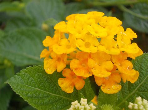 Free Images : flower, bloom, herb, tropical, botany, yellow, flora ...